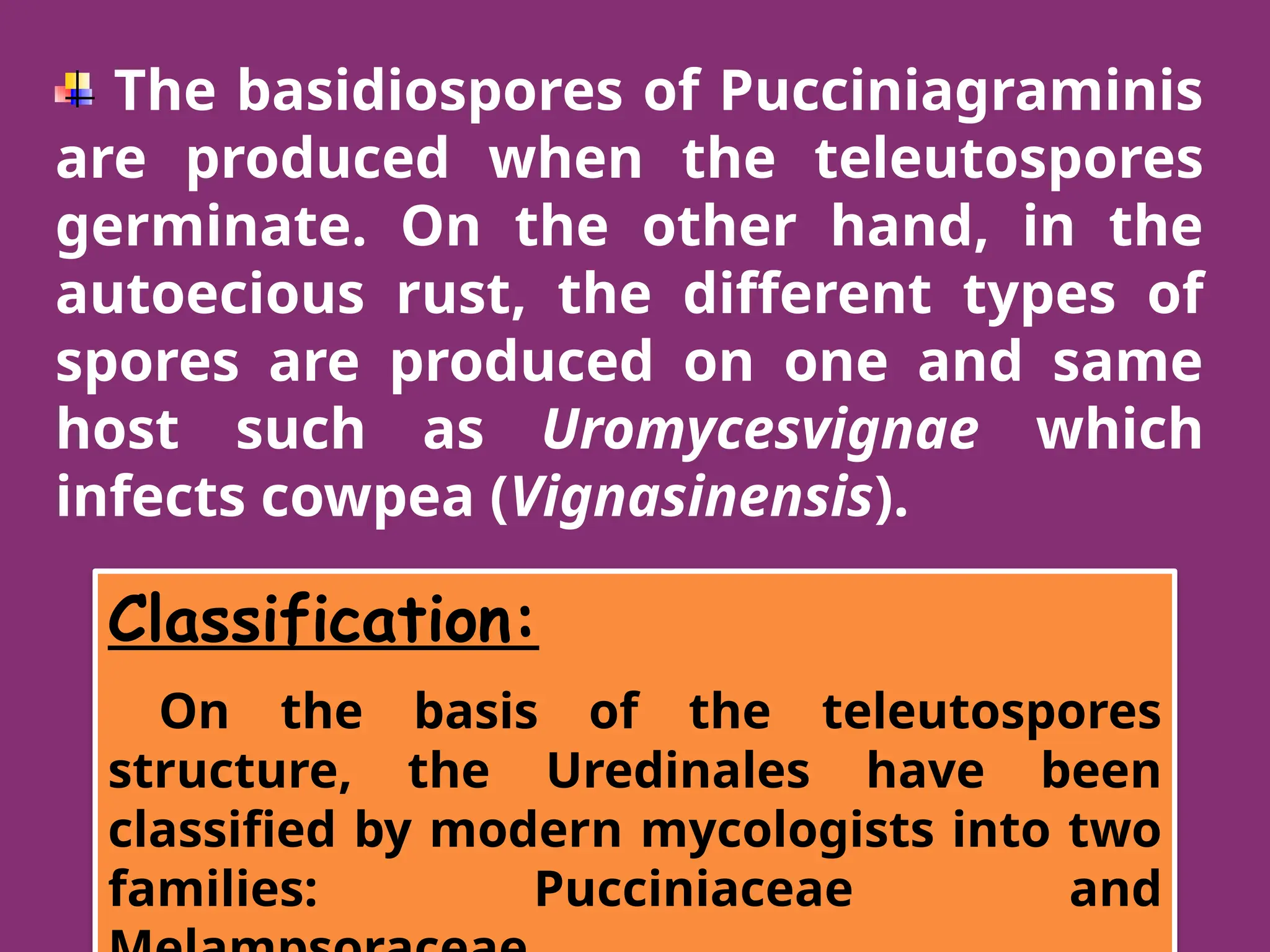 The basidiospores of Pucciniagraminis
are produced when the teleutospores
germinate. On the other hand, in the
autoecious rust, the different types of
spores are produced on one and same
host such as Uromycesvignae which
infects cowpea (Vignasinensis).
Classification:
On the basis of the teleutospores
structure, the Uredinales have been
classified by modern mycologists into two
families: Pucciniaceae and
 
