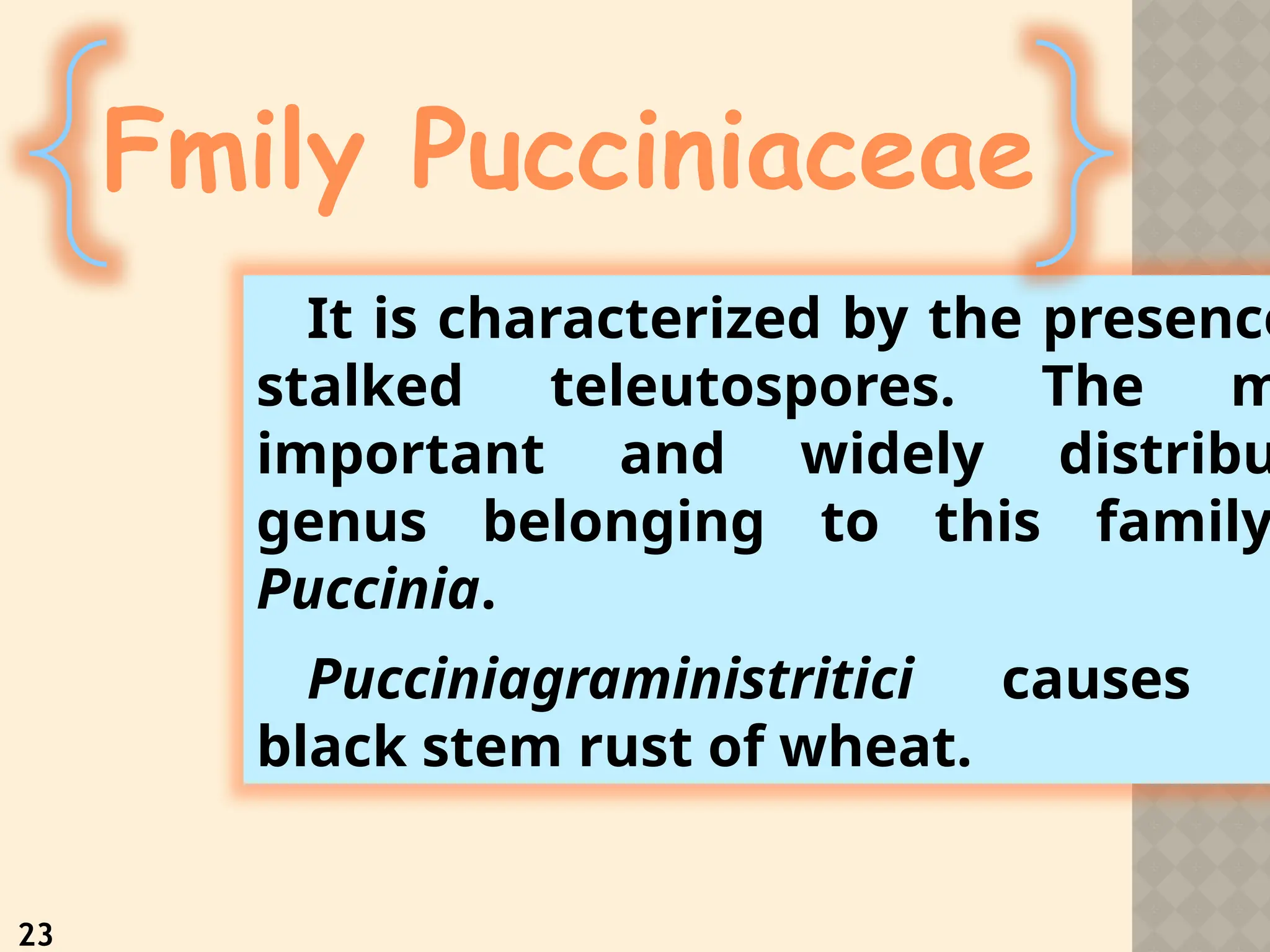 It is characterized by the presence
stalked teleutospores. The m
important and widely distribu
genus belonging to this family
Puccinia.
Pucciniagraministritici causes
black stem rust of wheat.
23
Fmily Pucciniaceae
 