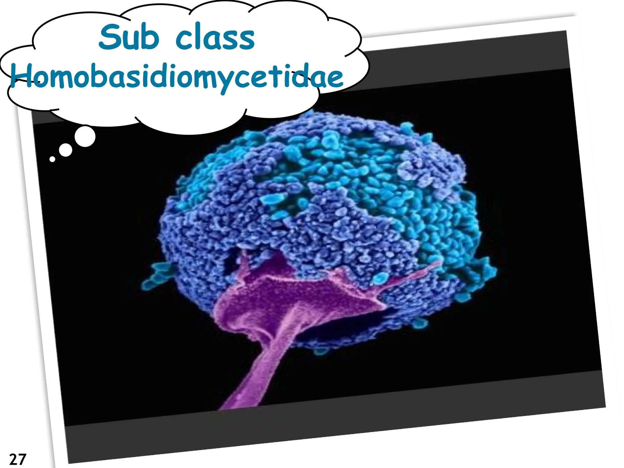 27
Sub class
Homobasidiomycetidae
 