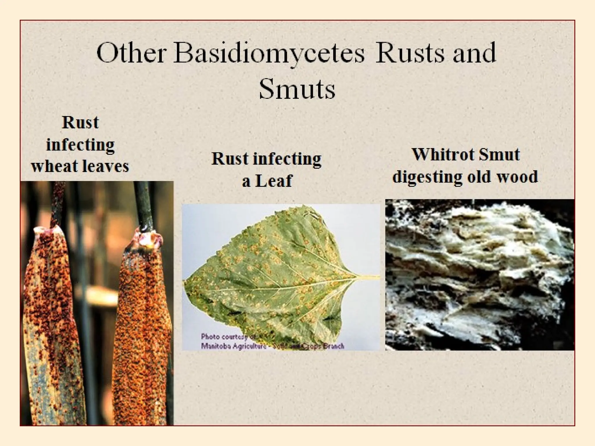 Eumycomta true fungi                      .