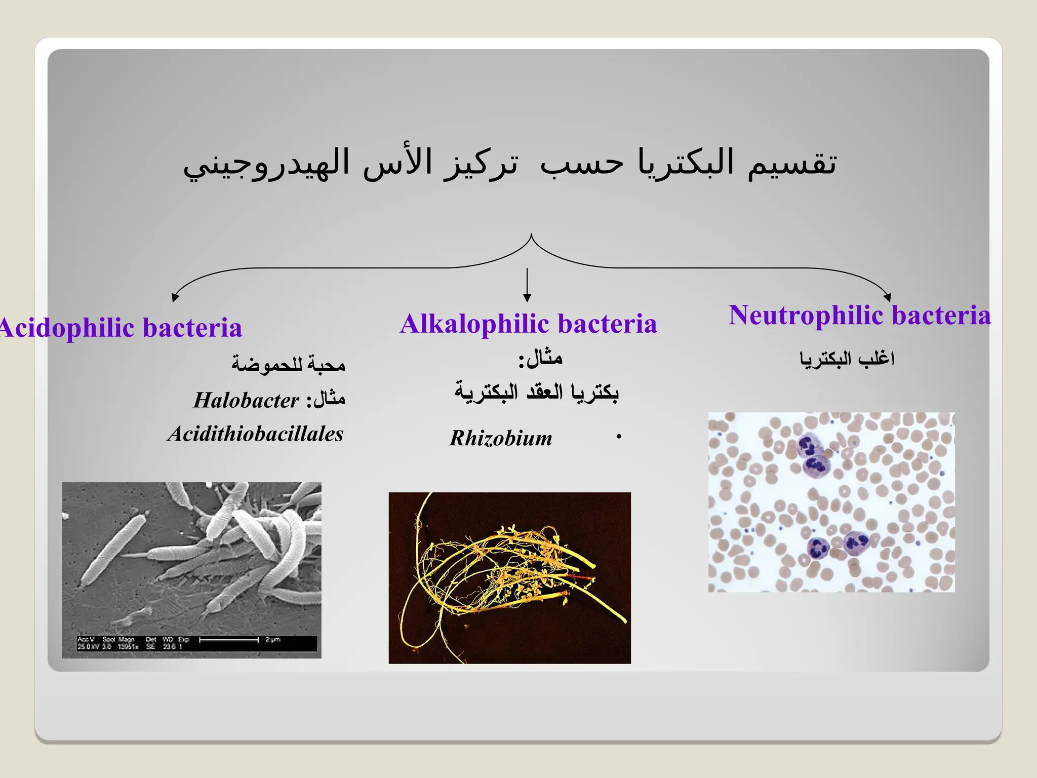 ‫حسب‬ ‫البكتريا‬ ‫تقسيم‬
‫الهيدروجيني‬ ‫األس‬ ‫تركيز‬
Acidophilic bacteria Alkalophilic bacteria
:‫مثال‬
‫البكترية‬ ‫العقد‬ ‫بكتريا‬
•
Rhizobium
Neutrophilic bacteria
‫البكتريا‬ ‫اغلب‬
‫للحموضة‬ ‫محبة‬
:‫مثال‬
Halobacter
Acidithiobacillales
 