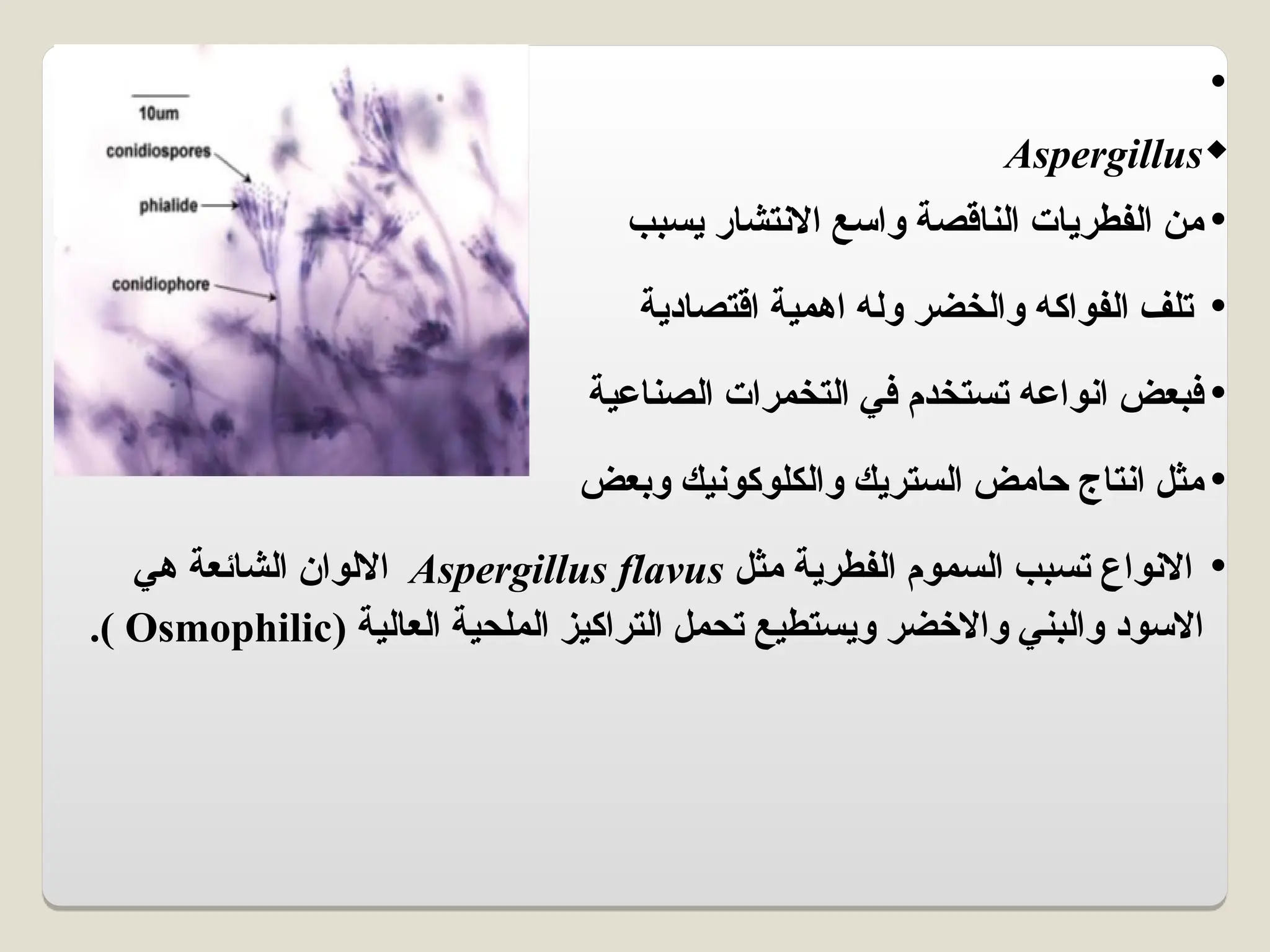 •

Aspergillus
•
‫يسبب‬ ‫االنتشار‬ ‫واسع‬ ‫الناقصة‬ ‫الفطريات‬ ‫من‬
•
‫اقتصادية‬ ‫اهمية‬ ‫وله‬ ‫والخضر‬ ‫الفواكه‬ ‫تلف‬
•
‫الصناعية‬ ‫التخمرات‬ ‫في‬ ‫تستخدم‬ ‫انواعه‬ ‫فبعض‬
•
‫وبعض‬ ‫والكلوكونيك‬ ‫الستريك‬ ‫حامض‬ ‫انتاج‬ ‫مثل‬
•
‫مثل‬ ‫الفطرية‬ ‫السموم‬ ‫تسبب‬ ‫االنواع‬
Aspergillus flavus
‫هي‬ ‫الشائعة‬ ‫االلوان‬
( ‫العالية‬ ‫الملحية‬ ‫التراكيز‬ ‫تحمل‬ ‫ويستطيع‬ ‫واالخضر‬ ‫والبني‬ ‫االسود‬
Osmophilic
.)
 