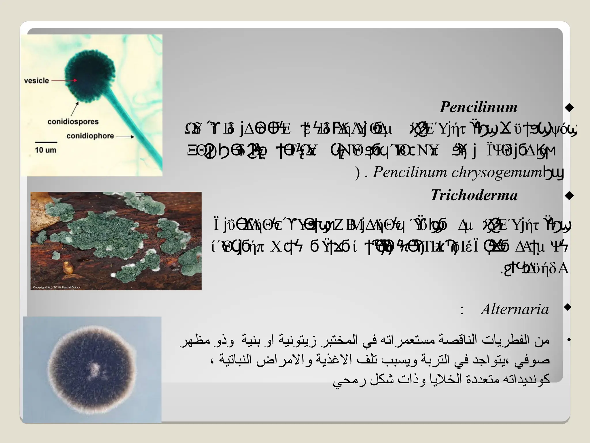 
Alternaria
:
•
‫مظهر‬ ‫وذو‬ ‫بنية‬ ‫او‬ ‫زيتونية‬ ‫المختبر‬ ‫في‬ ‫مستعمراته‬ ‫الناقصة‬ ‫الفطريات‬ ‫من‬
، ‫النباتية‬ ‫واالمراض‬ ‫االغذية‬ ‫تلف‬ ‫ويسبب‬ ‫التربة‬ ‫في‬ ‫يتواجد‬، ‫صوفي‬
‫رمحي‬ ‫شكل‬ ‫وذات‬ ‫الخاليا‬ ‫متعددة‬ ‫كونديداته‬

Pencilinum
Ω
Ύ
δ ΐ Β
δ Δ δ Ε έ Β
δ Ύ
Α
ήΛ
ΎΘ
Δ
μ ΎΕΎήτ ϋ ψό
ϓ ϳ ϴϴ
Ϝϟ Ϯϟ Ϝ ϳ ϭ ϗϨ
ϟ ϳ ϔ
ϟ
Ϧ
ϣϪ ϮϧϢ ϣ
ΞΘ
Ϩ
ϳ( δ Β ΤΩ
Ύ
π ΝΎ
Θ Ύ
Β
Ο ΝΎ
π ΪΨ
Θ
δ Δ ά
ϴ
Ϡ ϟ
ϱ ϴϟ ϟ ϻ ϲ ϓ
ϡ ϳ ϳ Ϗϻ
Ϧ Ϩ Ϯ Ϥ ϧϭϥ ϧ ϭ
Ϧϣ
Pencilinum chrysogemum
) .

Trichoderma
Ϊ ΰ Δ
Α
ήΘ Ύ ΖΒ
ΜΔ
Α
ήΘ Ύ
ϋ Δ
μ ΎΕΎήτ
ϳ ϴ
ϓ ϟ
ϲϓ ϴ
ϧ
Ϯϣ
ϻ ϳ ϟ
ϥ ϔϦ
ϣ
ϭ ϗϨ
ϟ ϳ ϔ
ϟ
Ϧ
ϣ
ί Ύ
Θ ήπ Χ Ϋ ί δ ΤΗ ϋΓ
έΪ Δ
Α μ Ψ
Ϥ
ϳϭ ϥ
Ϯϟ ϭ Ϯϫϭ ϮϠ
ϴ
Ϡ
ϴϟ
Ϟϴ
Ϡ ϰϠ Ϙ
ϟ
Ϫ
ϟ
ϭ Ϯ ϟ
. Δ
ϋήδΑ
ϩ
ϮϤ
ϧ
 