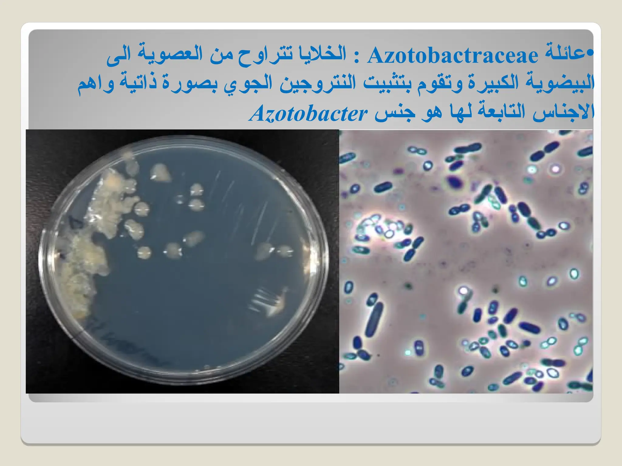 •
‫عائلة‬
Azotobactraceae
‫الى‬ ‫العصوية‬ ‫من‬ ‫تتراوح‬ ‫الخاليا‬ :
‫واهم‬ ‫ذاتية‬ ‫بصورة‬ ‫الجوي‬ ‫النتروجين‬ ‫بتثبيت‬ ‫وتقوم‬ ‫الكبيرة‬ ‫البيضوية‬
‫جنس‬ ‫هو‬ ‫لها‬ ‫التابعة‬ ‫االجناس‬
Azotobacter
 