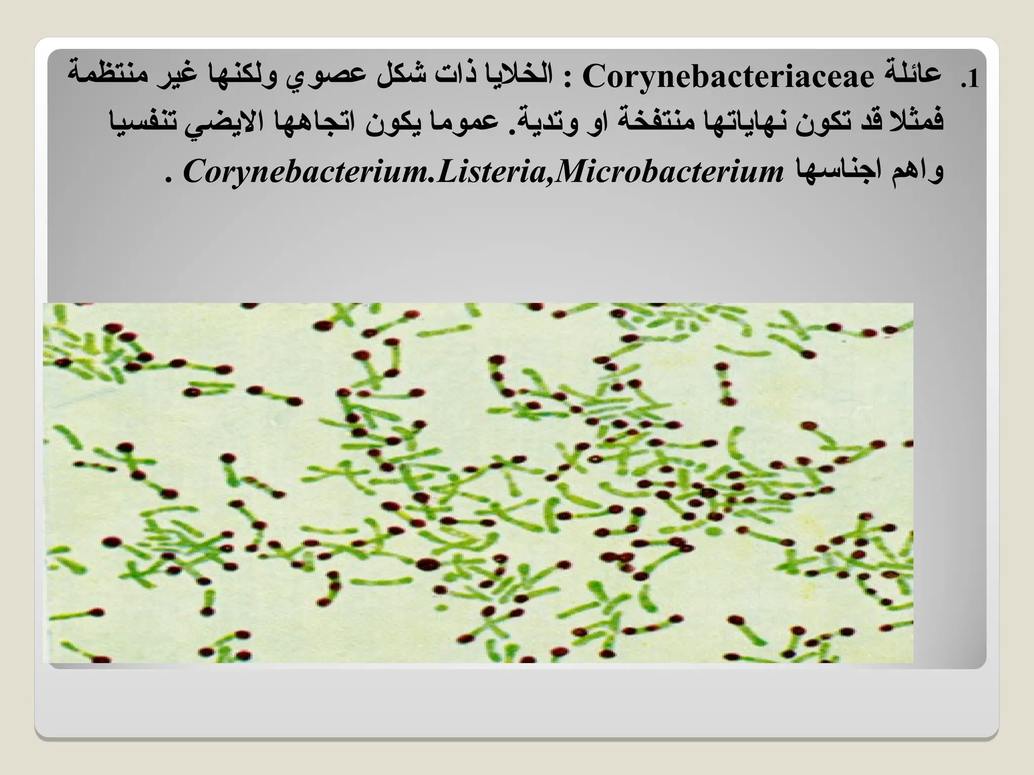 .1
‫عائلة‬
Corynebacteriaceae
‫منتظمة‬ ‫غير‬ ‫ولكنها‬ ‫عصوي‬ ‫شكل‬ ‫ذات‬ ‫الخاليا‬ :
‫تنفسيا‬ ‫االيضي‬ ‫اتجاهها‬ ‫يكون‬ ‫عموما‬ .‫وتدية‬ ‫او‬ ‫منتفخة‬ ‫نهاياتها‬ ‫تكون‬ ‫قد‬ ‫فمثال‬
‫اجناسها‬ ‫واهم‬
Corynebacterium.Listeria,Microbacterium
.
 