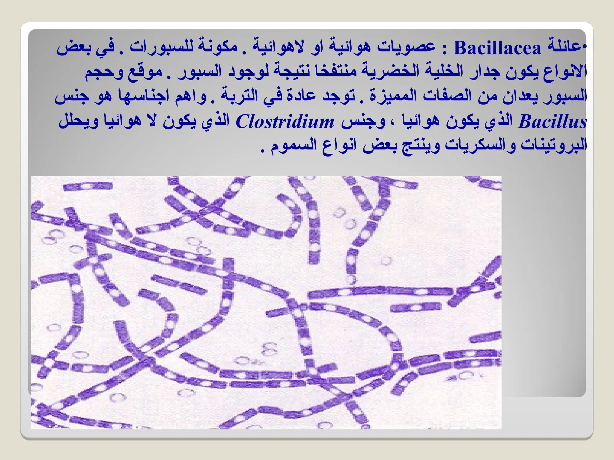 •
‫عائلة‬
Bacillacea
‫بعض‬ ‫في‬ . ‫للسبورات‬ ‫مكونة‬ . ‫الهوائية‬ ‫او‬ ‫هوائية‬ ‫عصويات‬ :
‫وحجم‬ ‫موقع‬ . ‫السبور‬ ‫لوجود‬ ‫نتيجة‬ ‫منتفخا‬ ‫الخضرية‬ ‫الخلية‬ ‫جدار‬ ‫يكون‬ ‫االنواع‬
‫جنس‬ ‫هو‬ ‫اجناسها‬ ‫واهم‬ . ‫التربة‬ ‫في‬ ‫عادة‬ ‫توجد‬ . ‫المميزة‬ ‫الصفات‬ ‫من‬ ‫يعدان‬ ‫السبور‬
Bacillus
‫وجنس‬ ، ‫هوائيا‬ ‫يكون‬ ‫الذي‬
Clostridium
‫ويحلل‬ ‫هوائيا‬ ‫ال‬ ‫يكون‬ ‫الذي‬
. ‫السموم‬ ‫انواع‬ ‫بعض‬ ‫وينتج‬ ‫والسكريات‬ ‫البروتينات‬
 