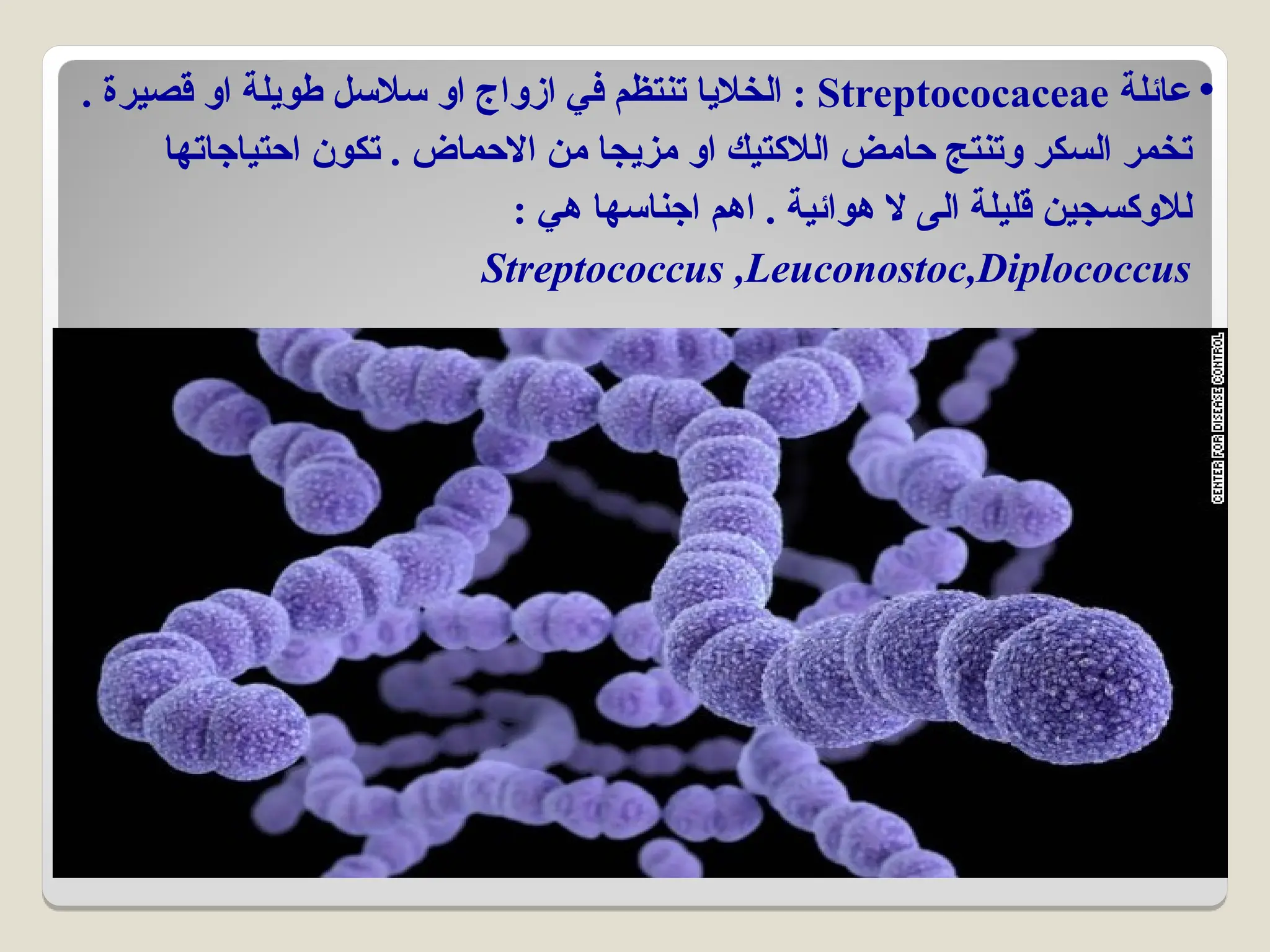 •
‫عائلة‬
Streptococaceae
. ‫قصيرة‬ ‫او‬ ‫طويلة‬ ‫سالسل‬ ‫او‬ ‫ازواج‬ ‫في‬ ‫تنتظم‬ ‫الخاليا‬ :
‫احتياجاتها‬ ‫تكون‬ . ‫االحماض‬ ‫من‬ ‫مزيجا‬ ‫او‬ ‫الالكتيك‬ ‫حامض‬ ‫وتنتج‬ ‫السكر‬ ‫تخمر‬
: ‫هي‬ ‫اجناسها‬ ‫اهم‬ . ‫هوائية‬ ‫ال‬ ‫الى‬ ‫قليلة‬ ‫لالوكسجين‬
Streptococcus ,Leuconostoc,Diplococcus
 