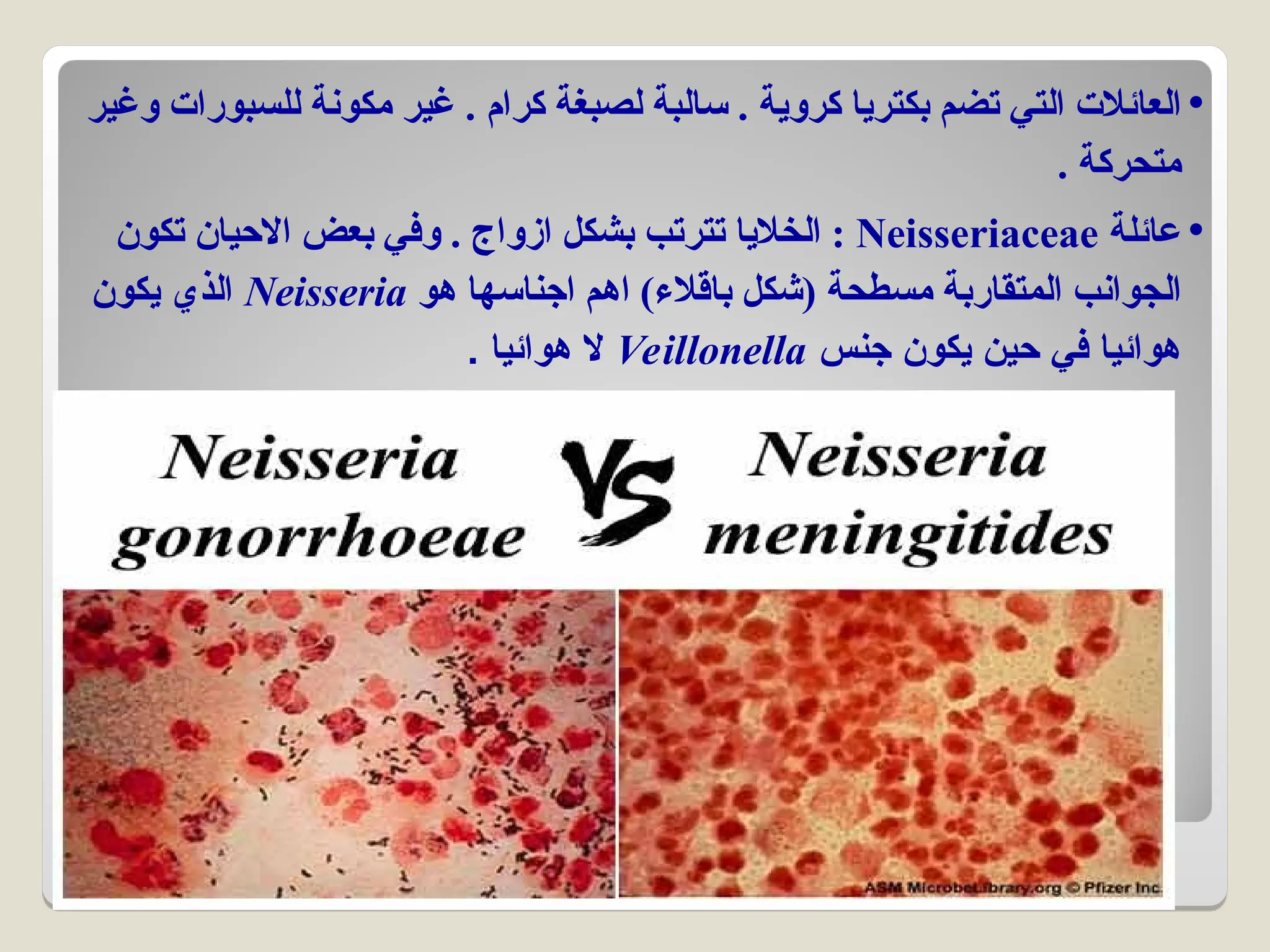 •
‫وغير‬ ‫للسبورات‬ ‫مكونة‬ ‫غير‬ . ‫كرام‬ ‫لصبغة‬ ‫سالبة‬ . ‫كروية‬ ‫بكتريا‬ ‫تضم‬ ‫التي‬ ‫العائالت‬
. ‫متحركة‬
•
‫عائلة‬
Neisseriaceae
‫تكون‬ ‫االحيان‬ ‫بعض‬ ‫وفي‬ . ‫ازواج‬ ‫بشكل‬ ‫تترتب‬ ‫الخاليا‬ :
‫هو‬ ‫اجناسها‬ ‫اهم‬ )‫باقالء‬ ‫(شكل‬ ‫مسطحة‬ ‫المتقاربة‬ ‫الجوانب‬
Neisseria
‫يكون‬ ‫الذي‬
‫جنس‬ ‫يكون‬ ‫حين‬ ‫في‬ ‫هوائيا‬
Veillonella
. ‫هوائيا‬ ‫ال‬
 