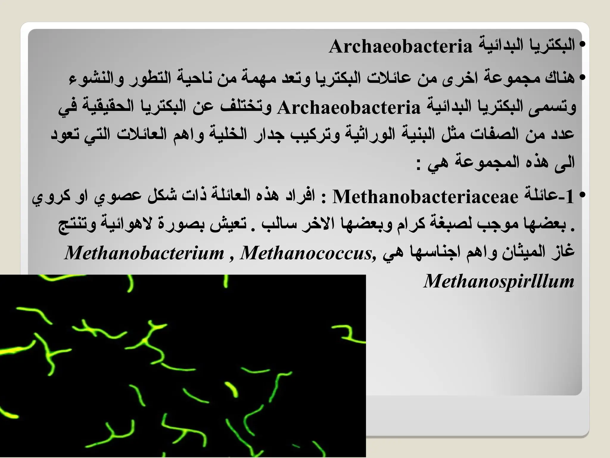 •
‫البدائية‬ ‫البكتريا‬
Archaeobacteria
•
‫والنشوء‬ ‫التطور‬ ‫ناحية‬ ‫من‬ ‫مهمة‬ ‫وتعد‬ ‫البكتريا‬ ‫عائالت‬ ‫من‬ ‫اخرى‬ ‫مجموعة‬ ‫هناك‬
‫البدائية‬ ‫البكتريا‬ ‫وتسمى‬
Archaeobacteria
‫في‬ ‫الحقيقية‬ ‫البكتريا‬ ‫عن‬ ‫وتختلف‬
‫تعود‬ ‫التي‬ ‫العائالت‬ ‫واهم‬ ‫الخلية‬ ‫جدار‬ ‫وتركيب‬ ‫الوراثية‬ ‫البنية‬ ‫مثل‬ ‫الصفات‬ ‫من‬ ‫عدد‬
: ‫هي‬ ‫المجموعة‬ ‫هذه‬ ‫الى‬
•
1
-
‫عائلة‬
Methanobacteriaceae
‫كروي‬ ‫او‬ ‫عصوي‬ ‫شكل‬ ‫ذات‬ ‫العائلة‬ ‫هذه‬ ‫افراد‬ :
‫وتنتج‬ ‫الهوائية‬ ‫بصورة‬ ‫تعيش‬ . ‫سالب‬ ‫االخر‬ ‫وبعضها‬ ‫كرام‬ ‫لصبغة‬ ‫موجب‬ ‫بعضها‬ .
‫هي‬ ‫اجناسها‬ ‫واهم‬ ‫الميثان‬ ‫غاز‬
Methanobacterium , Methanococcus,
Methanospirlllum
 