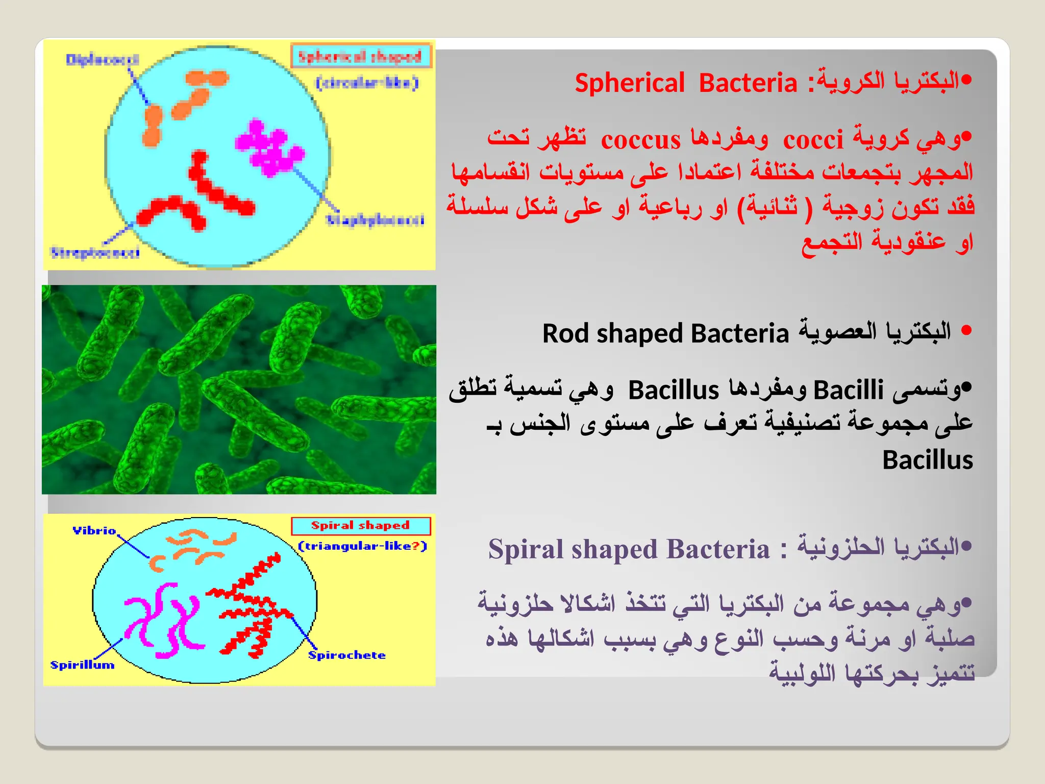 •
:‫الكروية‬ ‫البكتريا‬
Spherical Bacteria
•
‫كروية‬ ‫وهي‬
cocci
‫ومفردها‬
coccus
‫تحت‬ ‫تظهر‬
‫انقسامها‬ ‫مستويات‬ ‫على‬ ‫اعتمادا‬ ‫مختلفة‬ ‫بتجمعات‬ ‫المجهر‬
‫سلسلة‬ ‫شكل‬ ‫على‬ ‫او‬ ‫رباعية‬ ‫او‬ )‫ثنائية‬ ( ‫زوجية‬ ‫تكون‬ ‫فقد‬
‫التجمع‬ ‫عنقودية‬ ‫او‬
•
‫العصوية‬ ‫البكتريا‬
Rod shaped Bacteria
•
‫وتسمى‬
Bacilli
‫ومفردها‬
Bacillus
‫تطلق‬ ‫تسمية‬ ‫وهي‬
‫بـ‬ ‫الجنس‬ ‫مستوى‬ ‫على‬ ‫تعرف‬ ‫تصنيفية‬ ‫مجموعة‬ ‫على‬
Bacillus
•
: ‫الحلزونية‬ ‫البكتريا‬
Spiral shaped Bacteria
•
‫حلزونية‬ ‫اشكاال‬ ‫تتخذ‬ ‫التي‬ ‫البكتريا‬ ‫من‬ ‫مجموعة‬ ‫وهي‬
‫هذه‬ ‫اشكالها‬ ‫بسبب‬ ‫وهي‬ ‫النوع‬ ‫وحسب‬ ‫مرنة‬ ‫او‬ ‫صلبة‬
‫اللولبية‬ ‫بحركتها‬ ‫تتميز‬
 