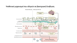 Υποθετικοί μηχανισμοί που οδηγούν σε βακτηριακή δυσβίωση
 