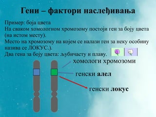 Гени – фактори наслеђивања
хомологи хромозоми
генски алел
генски локус
Пример: боја цвета
На сваком хомологном хромозому постоји ген за боју цвета
(на истом месту).
Место на хромозому на којем се налази ген за неку особину
назива се ЛОКУС.).
Два гена за боју цвета: љубичасту и плаву.
 
