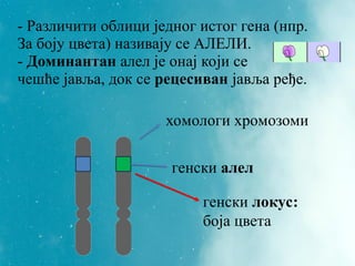 хомологи хромозоми
генски алел
генски локус:
боја цвета
- Различити облици једног истог гена (нпр.
За боју цвета) називају се АЛЕЛИ.
- Доминантан алел је онај који се
чешће јавља, док се рецесиван јавља ређе.
 