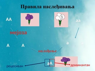 Правила наслеђивања
АА аа
мејоза
а а
А А
оплођење
аА доминантан
рецесиван
 