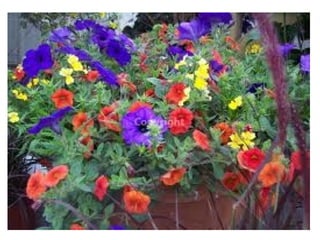 التأطير التربوي في مجال التوجيه التأطير التربوي في مجال التوجيه التأطير التربوي في مجال التوجيه