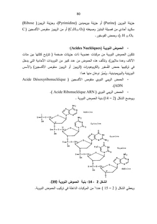 80
 ÁƔ±Ãŗƅ§ řœƔ²Š
Purine
(

ÁƔ¯ƔƈƔ±Ɣŗ řœƔ²Š Ã£

Pyrimidine
(

Ã ž
²ÃŗƔ±ƅ§ řœƔ²Š

Ribose

Ɣ±ƄŬ
ƌśżƔŰÃ²ÃśƊŗƅ§řƆƔŰžÁƈÅ¯ŕţ£¯

C5H10 O5
(

ÁƈÃ£
ÁƔŠŬƄƗ§µÃƂƊƈ²ÃŗƔ±ƅ§
C
5 H 10 O4
(

Ãž
±ÃſŬÃſƅ§¶ƈţ
.



-
ŗƒÂÂƈƃ¦µÂƆšƃ¦
Acides Nucléiques


ªŕœƈÁƔŗŕƎśƆśƄ­
Ã§
±śś řƈŦŲªŕœƔ²Šª§°řƔÃŲŷªŕŗƄ±ƈÁƈřƔÃÃƊƅ§¶Ãƈţƅ§ÁÃƄśś
ƕ§
ƛ
ÁƔƔƜƈ©¯ŷÃ¼
(
ž
Ƌ°ƍ¼ƅōśśÃ
¶Ãƈţƅ§

¿Ŧ¯ƔƓśƅ§řƔ¯ŕţƗ§ª§¯ƔÃÃƊƅ§Áƈ±ƔŗƄ¯¯ŷÁƈ
Ƅ±ś Ɠž
¶ƈţ ŕƎŗƔ

±ÃſŬÊſƅ§

ª§
±¯ƔƍÃŗ±Ƅƅ§Ã

ƅ§
ÁƔŠŬƄƗ§ µÃƂƊƈ ²ÃŗƔ±ƅ§ Ã£ ²ÃŗƔ±
³ŬƗ§Ã
řƔƊƔ¯ƔƈƔ±Ɣŗƅ§ÃřƔƊƔ±Ãŗƅ§
.


Ê
ƔÃ
ƈ

Æ
Ɣ
ŷÃƊ²
ŕ
Á

ŕƈƍŕƎƊƈ


-
 ÁƔŠŬƄƗ§ µÃƂƊƈ ÅÃÃƊƅ§ ƓŗƔ±ƅ§ ¶ƈţƅ§
Acide Désoxyribonucléique
ADN
(
.


-
¶ƈţƅ§
ÅÃÃƊƅ§ƓŗƔ±ƅ§
Acide Ribonucléique ARN

(
.

ŢŲÃƔÃ
¿ƄŮƅ§
2

–

14
(

řƔÃÃƊƅ§¶Ãƈţƅ§řƔƊŗ



¾ƂŬƃ¦

2

-
14

ŗƒƈŕ
ŗƒÂÂƈƃ¦µÂƆšƃ¦

}
39
^


 ¿ƄŮƅ§Ɠ·ŸƔÃ
2

–

15

¯¯ŷ
§¨ƔƄ±śƓžřƆŦ§¯ƅ§ªŕŗƄ±ƈƅ§Áƈ§
řƔÃÃƊƅ§¶Ãƈţƅ


 