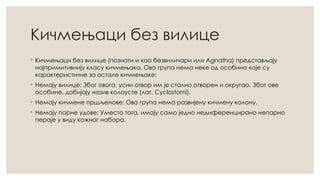 Кичмењаци без вилице
◦ Кичмењаци без вилице (познати и као безвиличари или Agnatha) представљају
најпримитивнију класу кичмењака. Ова група нема неке од особина које су
карактеристичне за остале кичмењаке:
◦ Немају вилице: Због овога, усни отвор им је стално отворен и округао. Због ове
особине, добијају назив колоусте (лат. Cyclostomi).
◦ Немају кичмене пршљенове: Ова група нема развијену кичмену колону.
◦ Немају парне удове: Уместо тога, имају само једно недиференцирано непарно
пераје у виду кожног набора.
 