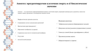 11
Апоптоз: программируемая клеточная смерть и её биологическое
значение
Апоптоз — это генетически запрогромированная процесс клеточной смерти, играющий ключевую роль в развитии, гомеостазе
тканей и защите организма от потенциально опасных клеток.
Морфологические признаки апоптоза:

Сморщивание клетки и конденсация хроматина0

Фрагментация ядра (кариорексис)

Образование мембранных пузырьков

Сохранение целостности плазматической мембраны

Отсутствие

воспалительной реакции
Функции апоптоза:

Эмбриональное развитие (формирование пальцев)

Иммунная система (удаление аутореактивных клонов)

Гомеостаз тканей (баланс пролиферации и гибели)

Противоопухолевая защита

Нейродегенерация и старение
 
