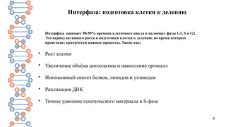 4
Интерфаза: подготовка клетки к делению
Интерфаза занимает 90-95% времени клеточного цикла и включает фазы G1, S и G2.
Это период активного роста и подготовки клетки к делению, во время которого
происходят критически важные процессы. Такие как:

Рост клетки

Увеличение объёма цитоплазмы и накопление органелл

Интенсивный синтез белков, липидов и углеводов

Репликация ДНК

Точное удвоение генетического материала в S-фазе
 