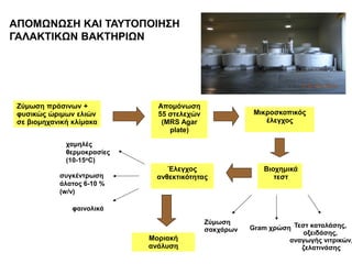 ΑΠΟΜΩΝΩΣΗ ΚΑΙ ΤΑΥΤΟΠΟΙΗΣΗ
ΓΑΛΑΚΤΙΚΩΝ ΒΑΚΤΗΡΙΩΝ
Ζύμωση πράσινων +
φυσικώς ώριμων ελιών
σε βιομηχανική κλίμακα
Απομόνωση
55 στελεχών
(MRS Agar
plate)
Βιοχημικά
τεστ
Gram χρώση Τεστ καταλάσης,
οξειδάσης,
αναγωγής νιτρικών,
ζελατινάσης
Ζύμωση
σακχάρων
Μικροσκοπικός
έλεγχος
Έλεγχος
ανθεκτικότητας
χαμηλές
θερμοκρασίες
(10-15oC)
συγκέντρωση
άλατος 6-10 %
(w/v)
φαινολικά
Μοριακή
ανάλυση
 