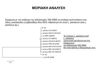 ΜΟΡΙΑΚΗ ΑΝΑΛΥΣΗ
Σύμφωνα με την ανάλυση της αλληλουχίας 16S rDNA τα στελέχοι αυτά ανήκουν στο
είδος Lactobacillus (η βιβλιοθήκη δίνει 99% πιθανότητα ότι είναι L. plantarum and L.
pentosus sp.).
TE 16S
L. plantarum G8 JX183220
L. plantarum NM103-5 HM218440
L. sp. NBRC AB682581
L. pentosus LS3 JN680705
L. plantarum IR BL0076 JX025073
L. plantarum NRRL NR_042394
L. plantarum IMAU10128 FJ915784
L. pentosus NRIC 1559 AB362716
L. pentosus NRIC 1827 AB362748
BL 16S
L. lactis NR_040956
75
0.01
Τα στελέχοι L. plantarum and
L. pentosus
γενοτυπικά σχετίζονται και έτσι
σύμφωνα με
την αλληλουχία 16S rDNA
δεν είναι εφικτός ο διαχωρισμός τους
 