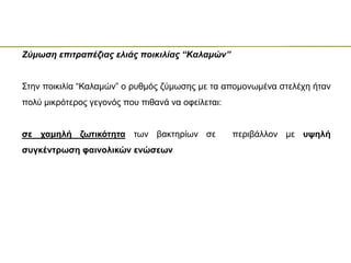Ζύμωση επιτραπέζιας ελιάς ποικιλίας “Καλαμών”
Στην ποικιλία “Καλαμών” ο ρυθμός ζύμωσης με τα απομονωμένα στελέχη ήταν
πολύ μικρότερος γεγονός που πιθανά να οφείλεται:
σε χαμηλή ζωτικότητα των βακτηρίων σε περιβάλλον με υψηλή
συγκέντρωση φαινολικών ενώσεων
 