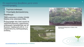 www.worldwetlandsday.org #GenerationRestoration #ForWetlands
10
• Ταχύτερη ανάκαμψη.
• Υποστήριξη βιοποικιλότητας.
Παράδειγμα:
1999 κυκλώνας ο οποίος έπληξε
Odisha στην ανατολική Ινδία.
Ρυζοχώραφα που ήταν κοντά σε
προστατευόμενους υγροτόπους
ανάκαμψαν γρηγορότερα για να
δώσουν παραγωγή από ό, τι οι
απροστάτευτες καλλιεργήσιμες
εκτάσεις.
Bhitarkanika Mangroves in Odisha, India
Picture: Wikipedia
Οι υγρότοποι βοηθάνε μετά από
καταστροφές
 