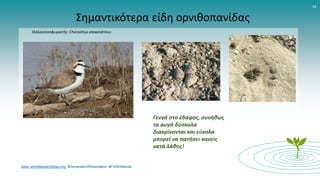 www.worldwetlandsday.org #GenerationRestoration #ForWetlands
16
Σημαντικότερα είδη ορνιθοπανίδας
Γεννά στο έδαφος, συνήθως
τα αυγά δύσκολα
διακρίνονται και εύκολα
μπορεί να πατήσει κανείς
κατά λάθος!
 