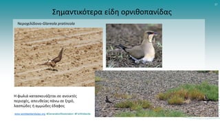 www.worldwetlandsday.org #GenerationRestoration #ForWetlands
17
Σημαντικότερα είδη ορνιθοπανίδας
Νεροχελίδονο-Glareola pratincola
Η φωλιά κατασκευάζεται σε ανοικτές
περιοχές, απευθείας πάνω σε ξηρό,
λασπώδες ή αμμώδες έδαφος
 