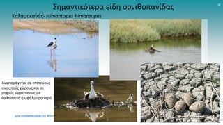 www.worldwetlandsday.org #GenerationRestoration #ForWetlands
18
Σημαντικότερα είδη ορνιθοπανίδας
Καλαμοκανάς- Himantopus himantopus
Aναπαράγεται σε επίπεδους
ανοιχτούς χώρους και σε
ρηχούς υγροτόπους με
θαλασσινό ή υφάλμυρο νερό
 