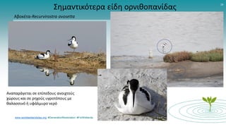 www.worldwetlandsday.org #GenerationRestoration #ForWetlands
19
Σημαντικότερα είδη ορνιθοπανίδας
Αβοκέτα-Recurvirostra avosetta
Αναπαράγεται σε επίπεδους ανοιχτούς
χώρους και σε ρηχούς υγροτόπους με
θαλασσινό ή υφάλμυρο νερό
 