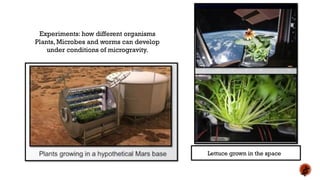 Lettuce grown in the space
Experiments: how different organisms
Plants, Microbes and worms can develop
under conditions of microgravity.
 