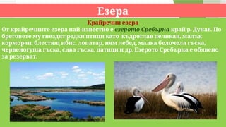 Езера
Крайречни езера
-
От крайречните езера най известно е езерото Сребърна .
край р Дунав. По
,
бреговете му гнездят редки птици като къдроглав пеликан малък
, , , , ,
корморан блестящ ибис лопатар ням лебед малка белочела гъска
, , .
червеногуша гъска сива гъска патици и др Езерото Сребърна е обявено
.
за резерват
 