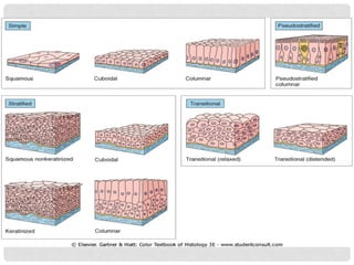 Comprehensive Overview of Epithelial Tissue Structure and Function in ...