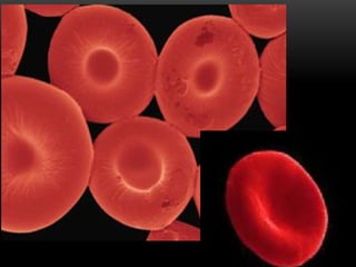 Comprehensive Overview of Human Blood Components and Functions | PPTX