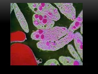 Comprehensive Overview of Human Blood Components and Functions | PPTX
