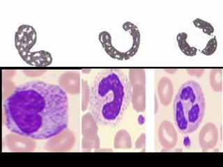 Comprehensive Overview of Human Blood Components and Functions | PPTX