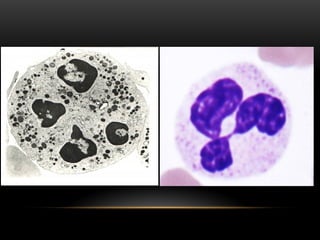 Comprehensive Overview of Human Blood Components and Functions | PPTX