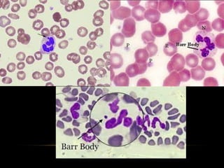 Comprehensive Overview of Human Blood Components and Functions | PPTX