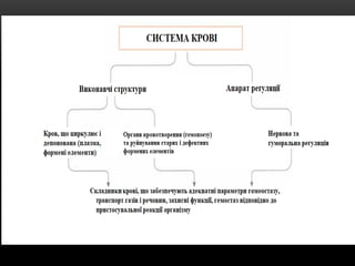Comprehensive Overview of Human Blood Components and Functions | PPTX