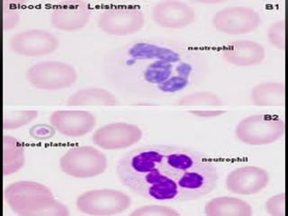 Comprehensive Overview of Human Blood Components and Functions | PPTX