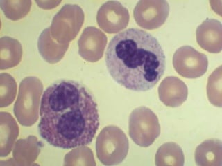 Comprehensive Overview of Human Blood Components and Functions | PPTX
