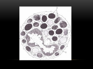 Comprehensive Overview of Human Blood Components and Functions | PPTX