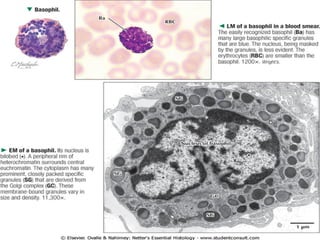 Comprehensive Overview of Human Blood Components and Functions | PPTX