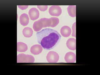 Comprehensive Overview of Human Blood Components and Functions | PPTX