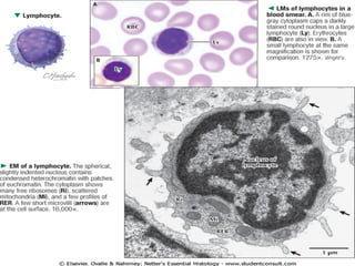 Comprehensive Overview of Human Blood Components and Functions | PPTX