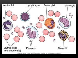 Comprehensive Overview of Human Blood Components and Functions | PPTX