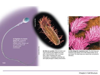 Comprehensive Overview of Cell Structure and Function in Biology | PDF