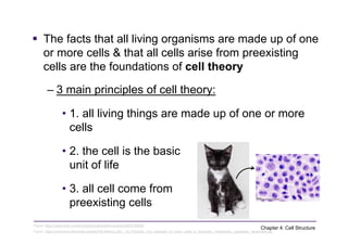 Comprehensive Overview of Cell Structure and Function in Biology | PDF