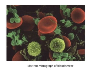 Comprehensive Overview of Human Blood Components and Functions | PPTX